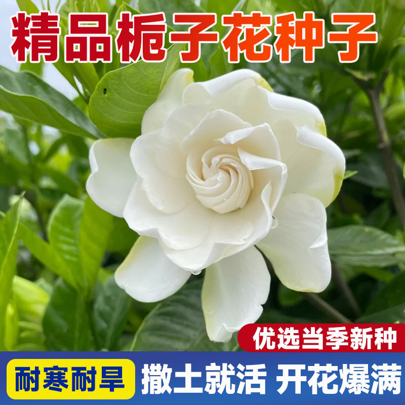 栀子花种多年生卉四季开易