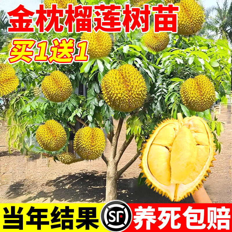 金枕榴莲树苗正宗泰国榴莲树果苗