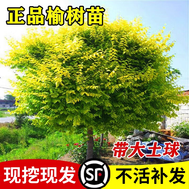 榆树苗中华金叶别墅庭院大型