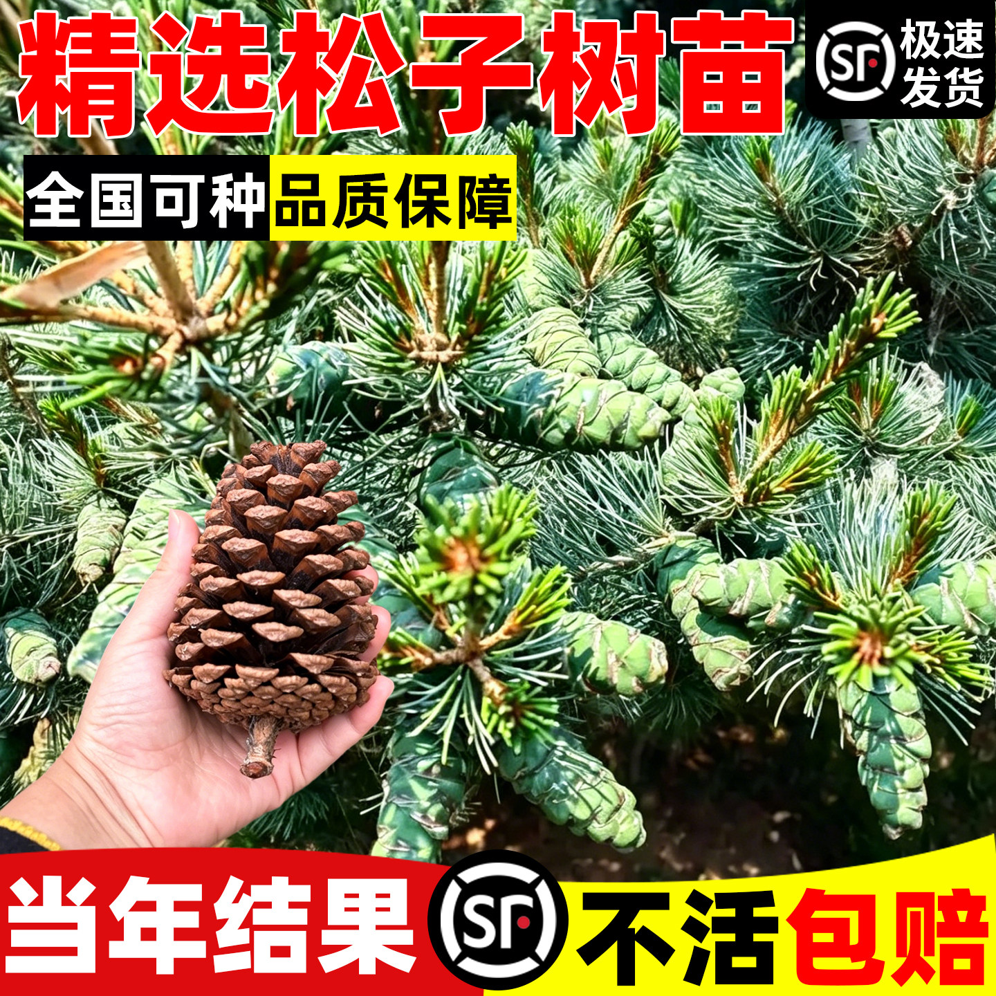 松子树苗手剥松籽树苗南方北方种