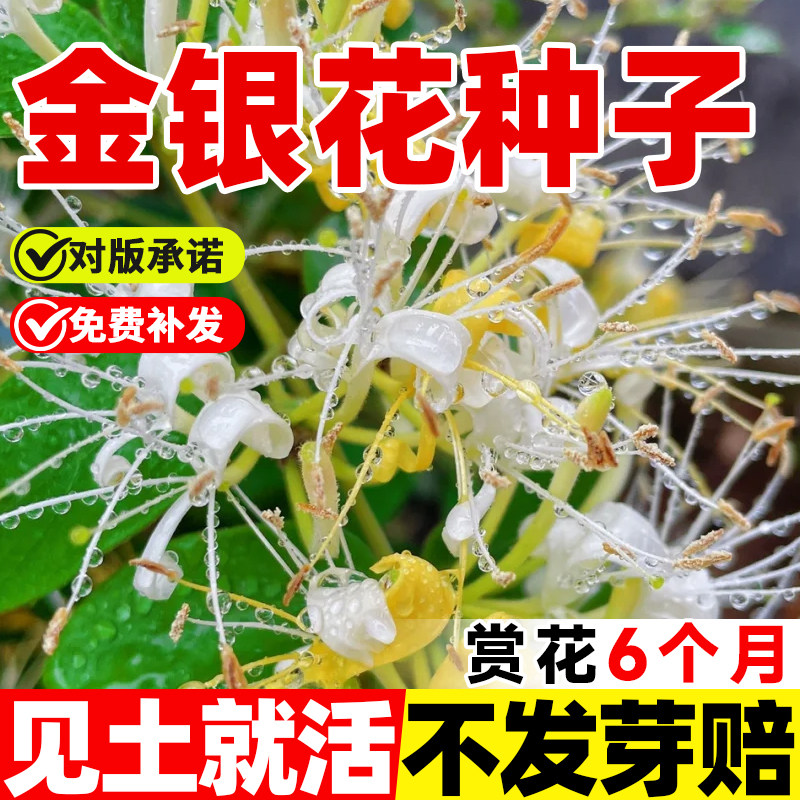 金银花种子四季可种植忍冬药用植物中药材可食用泡茶种籽花卉种子