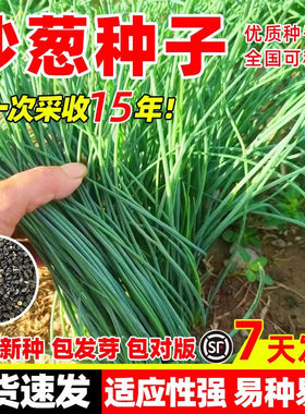 沙葱种子四季阳台庭院种植