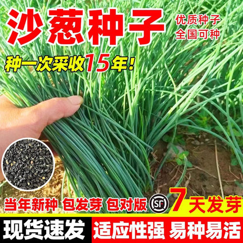 沙葱种子四季阳台庭院种植