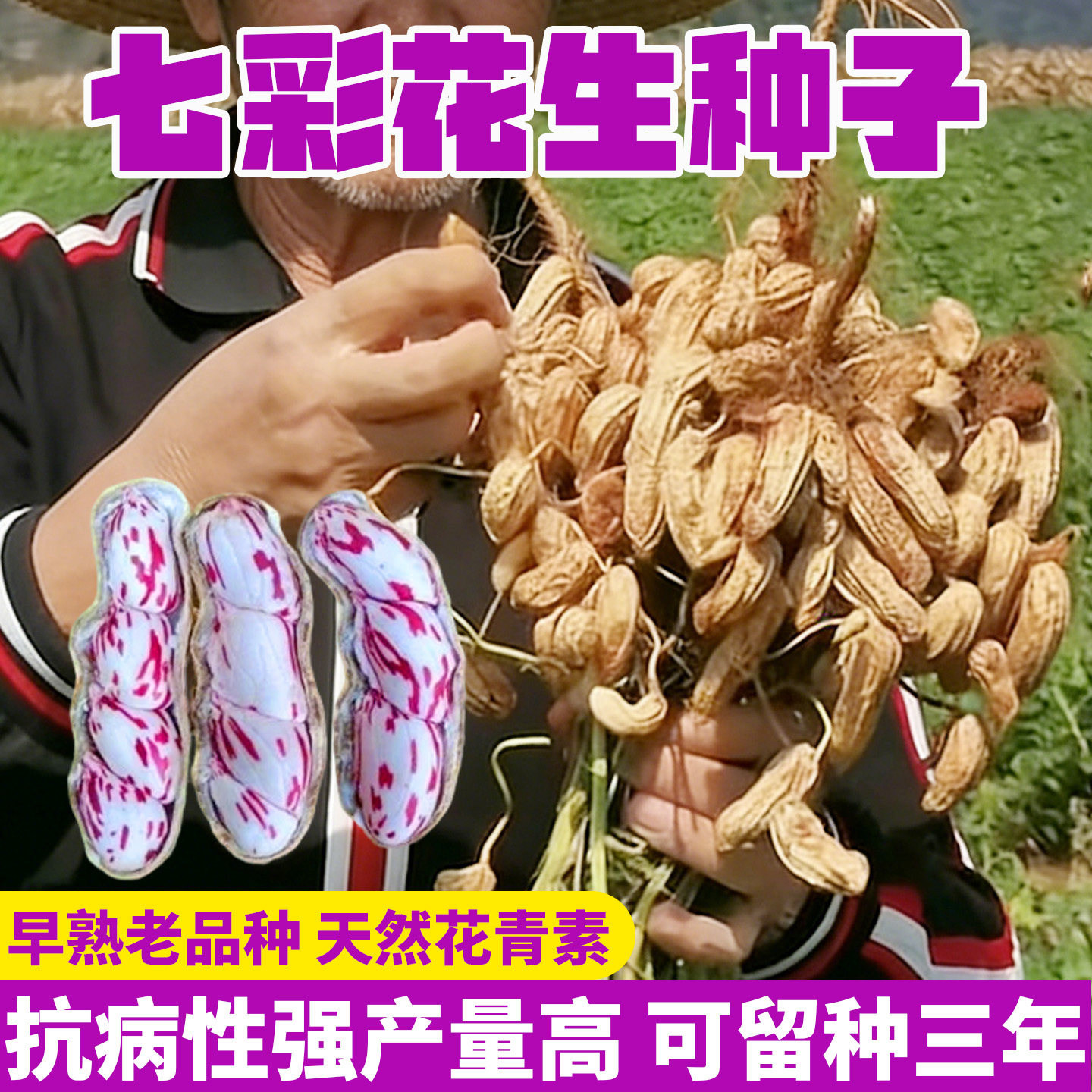 云南七彩花生种子超高产南方老品图片