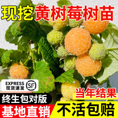 黄树莓苗盆栽南北方四季种植易成
