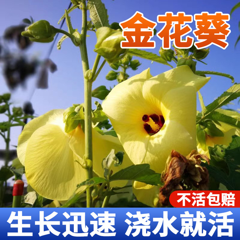 金花葵种子蔬菜种籽菜芙蓉野芙蓉秋葵药材食用花卉观赏美观庭院菜,鲜花速递/花卉仿真/绿植园艺,家庭园艺种子,淘宝优惠券,粉丝福利购,淘宝优惠卷