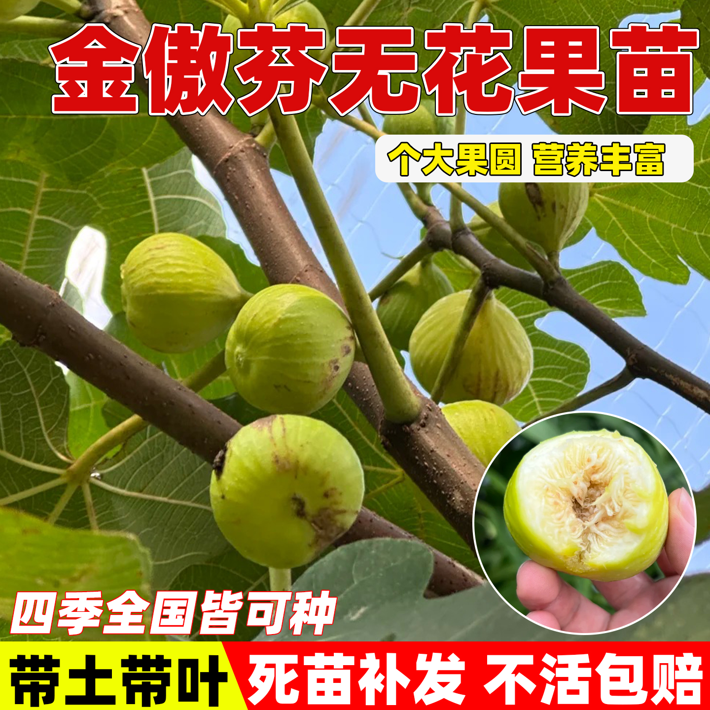 金傲芬无花果苗树南北方耐寒特大