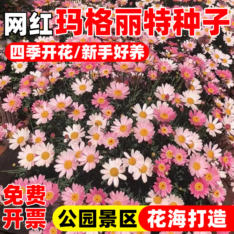 玛格丽特种籽子糖果小雏菊种子四季易种开花室内庭院阳台盆栽种植