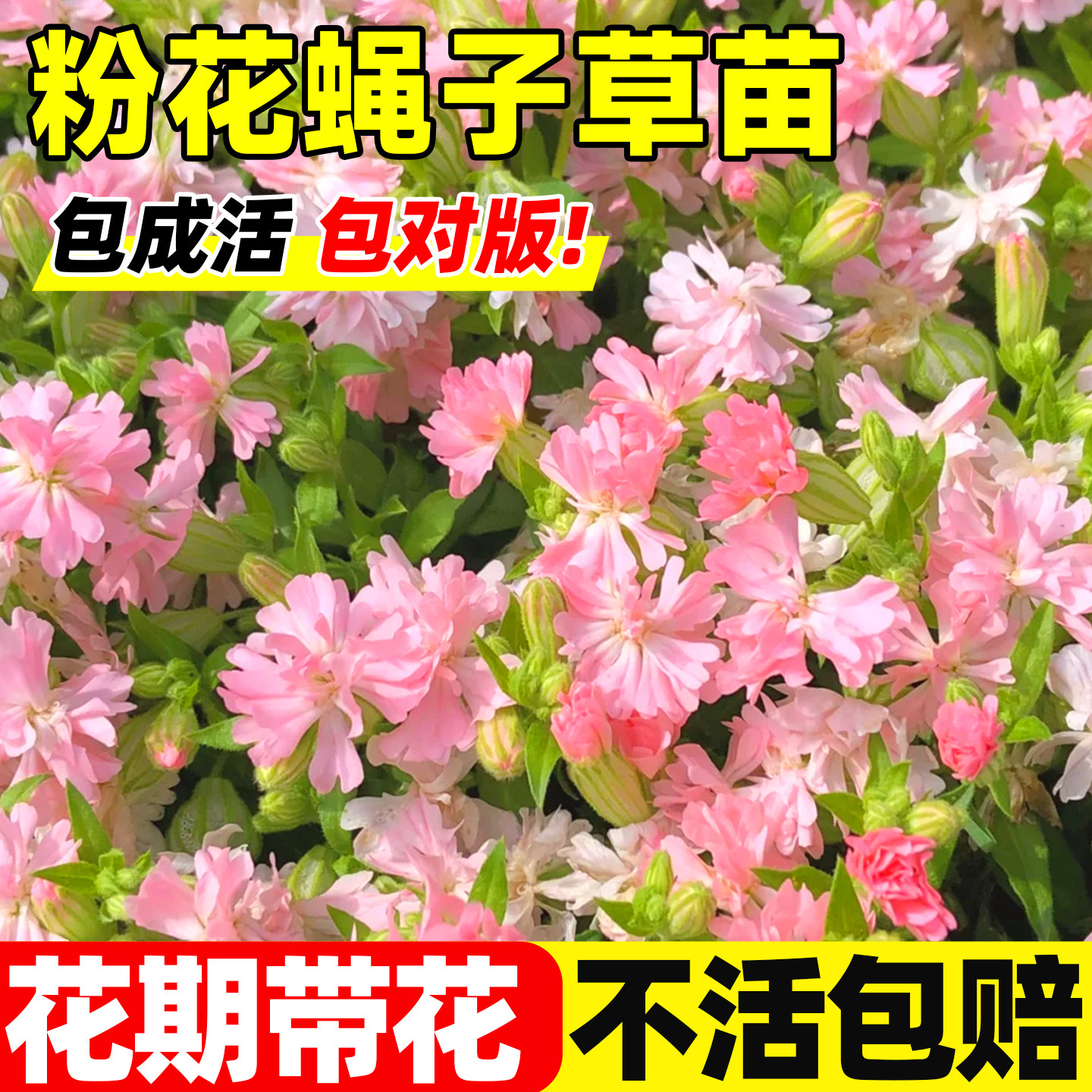 粉花大蔓蝇子草盆栽苗青叶蝇子草多年生耐寒耐热观叶观花阳台花卉