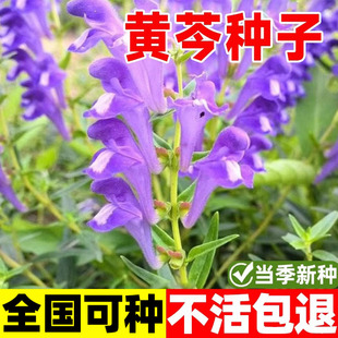 黄芩种子中药材野生黄芩籽黄芩四季种植苗抗旱能力强可泡茶另柴胡