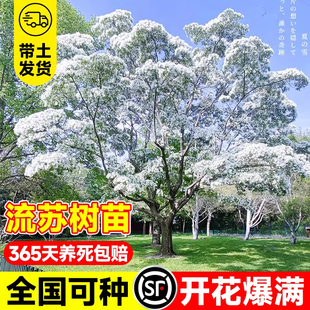 流苏树苗带花苞嫁接四月雪油根子庭院地栽耐寒南北方绿化风景大树