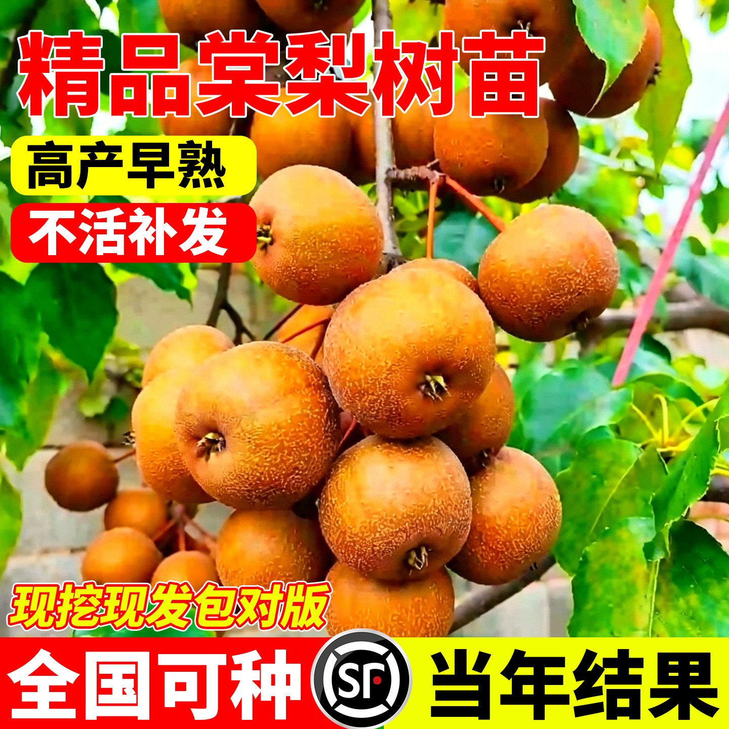 棠梨树苗四季种植鸟梨苗易成活野梨苗盆栽地栽棵观赏食用花卉植物