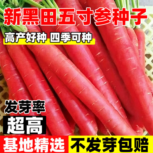 新黑田五寸参胡萝卜种子进口胡萝
