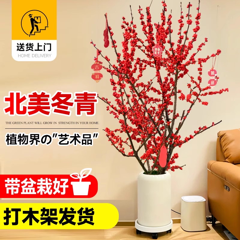 进口北美冬青红果真花盆栽树苗老