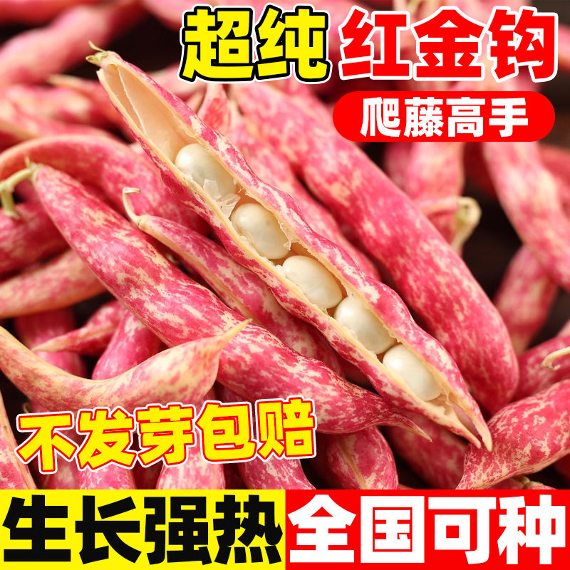 超纯红金钩种子东北黄金勾