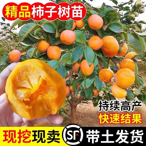 柿子树苗脆甜柿子无核南北方种植