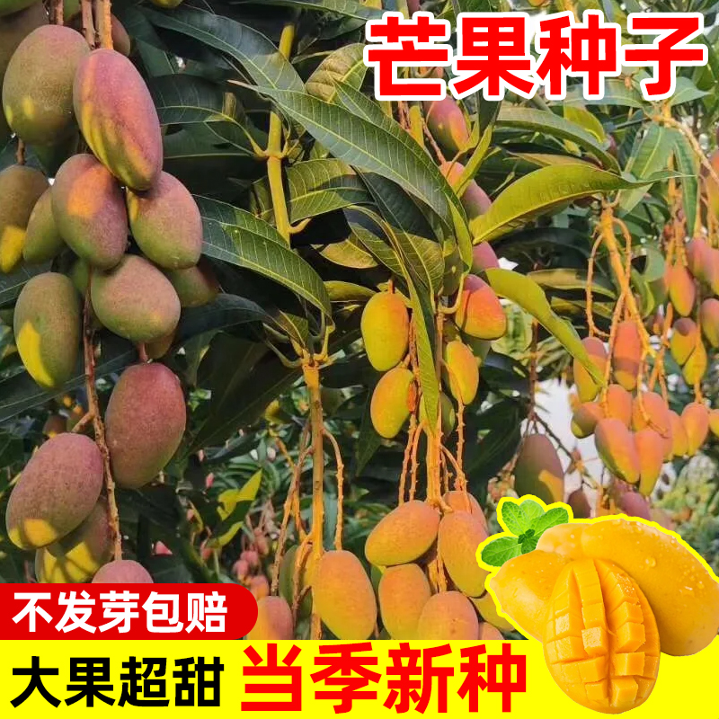 芒果种子四季种植易活种籽金煌芒红贵妃庭院阳台盆栽蔬菜水果种苗