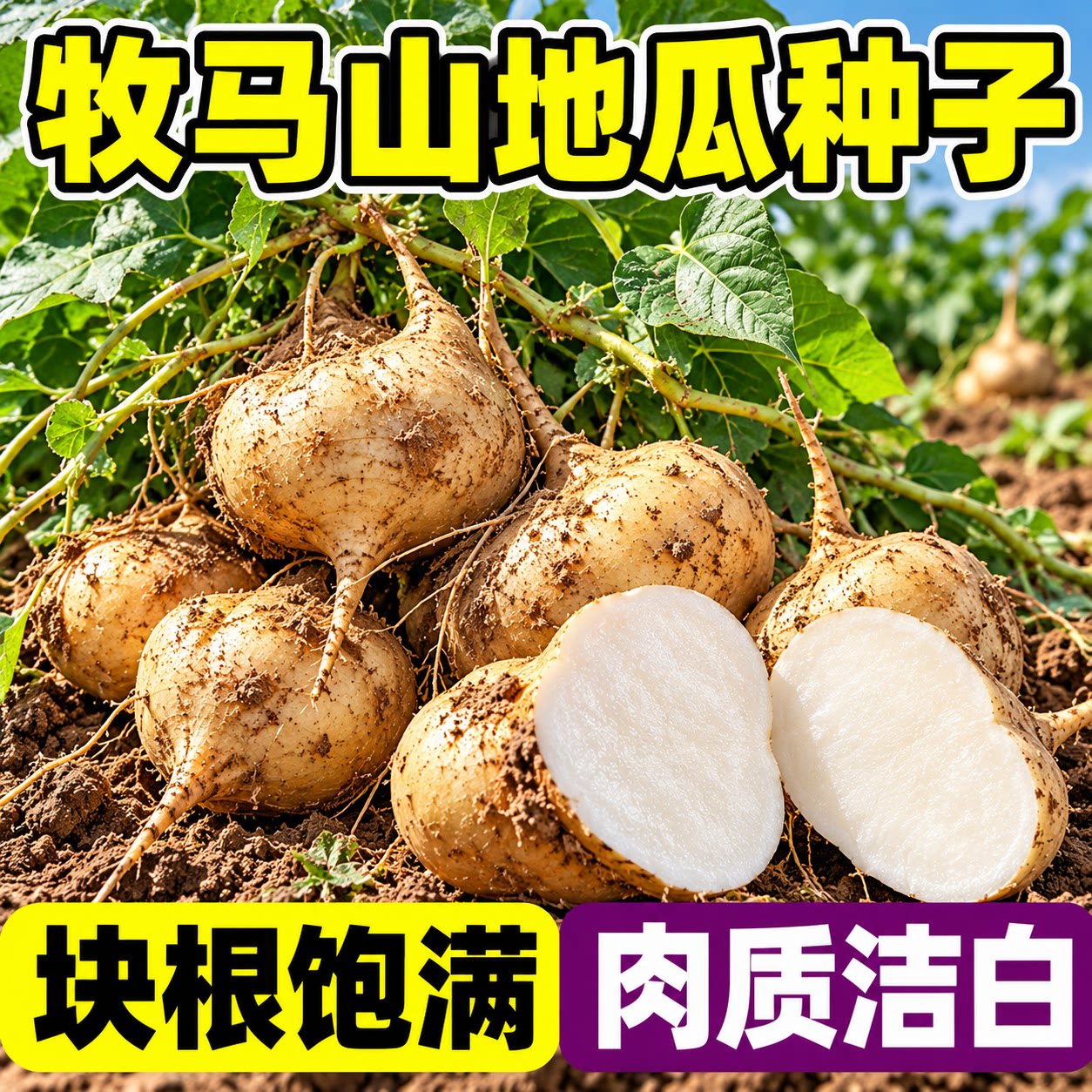 凉薯种子牧马山地瓜种籽苗番薯种孑高产水果沙葛凉瓜土瓜蔬菜种苗