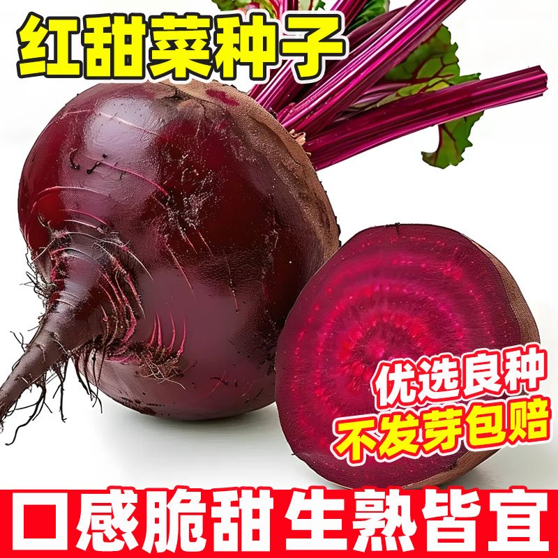 红甜菜头种子紫菜根种籽紫菜头春