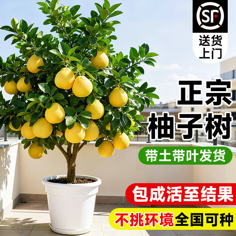 柚子树盆栽嫁接果树果苗红心蜜柚沙田柚苗真实结果南北方四季种植