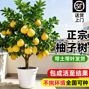 柚子树盆栽嫁接果树果苗红心蜜柚沙田柚苗真实结果南北方四季种植