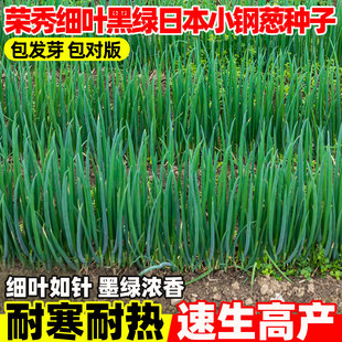 荣秀细叶墨绿日本小钢葱种子四季阳台庭院盆栽大田农家章丘大葱种