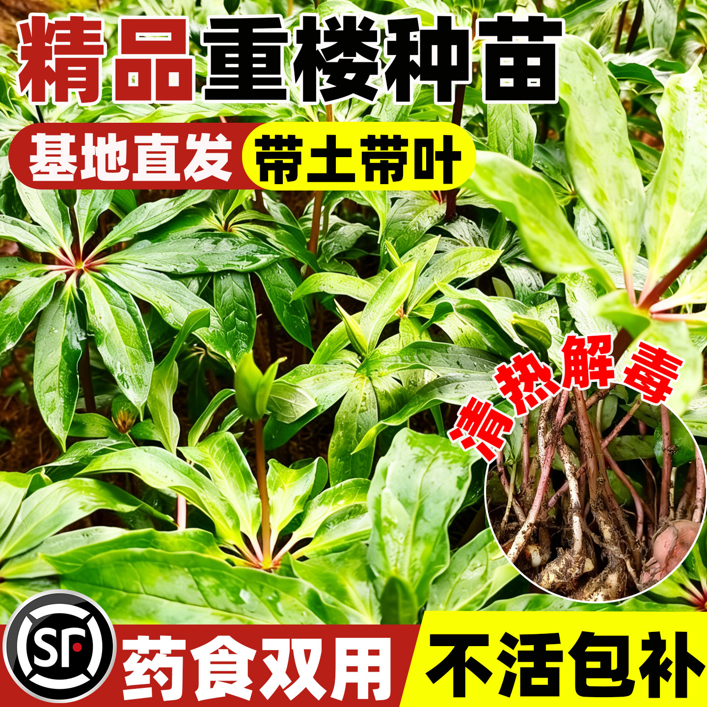 滇重楼种苗四川苗华重楼种苗小苗高杆名贵中药材防蛇七叶一枝花苗