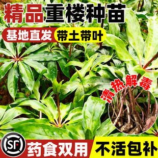 滇重楼种苗四川苗华重楼种苗小苗高杆名贵中药材防蛇七叶一枝花苗