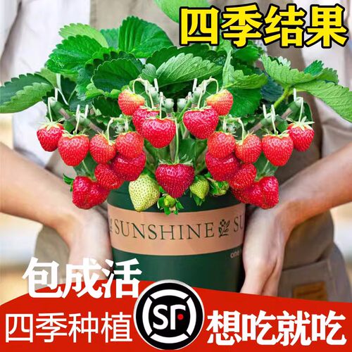 四季草莓开花结果盆栽种籽子