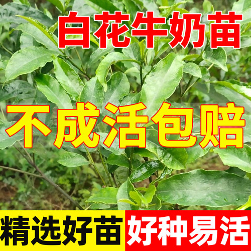 白花牛奶根树苗煲汤猪脚饭香料