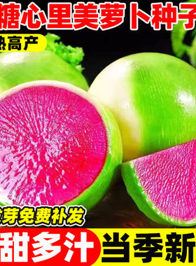 冰糖心里美萝卜种子早熟高
