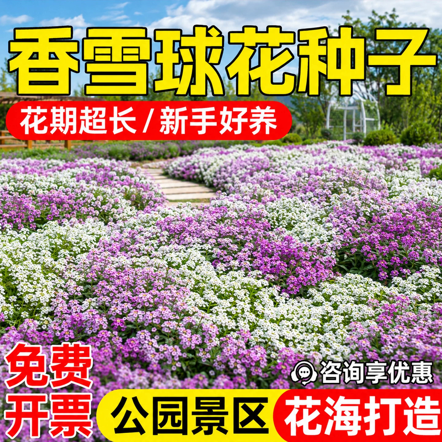 香雪球花种子匍匐低矮芳香家庭花图片
