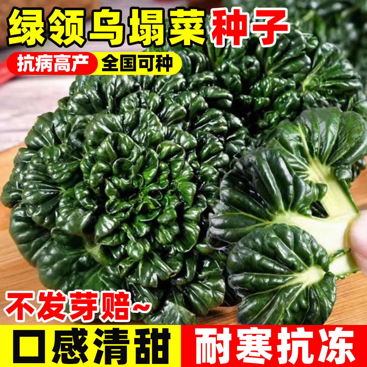 绿领乌塌菜种子耐寒四季耐寒易活黑叶乌塔菜黄心乌种籽菊花心菜苗