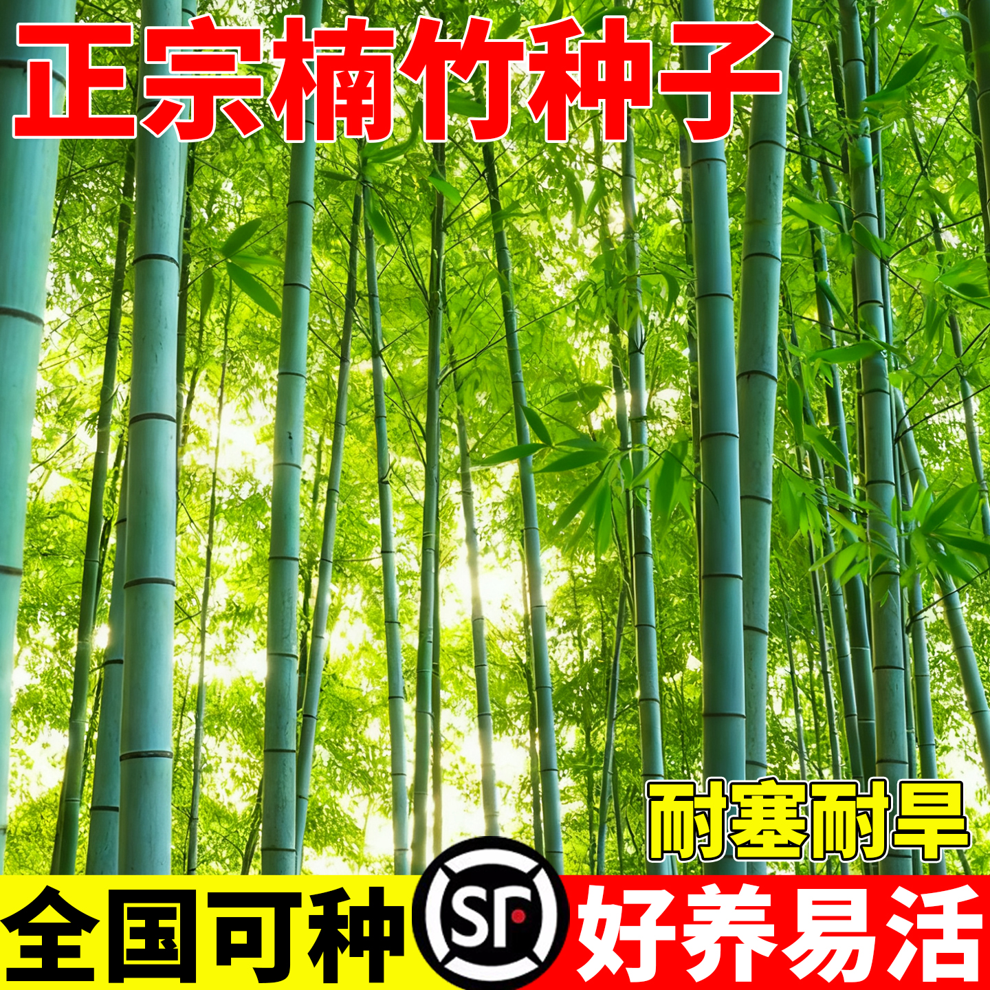 楠竹种子四季种植刚竹雷竹可食用紫竹黄竹笋种籽孑庭院大型毛竹苗