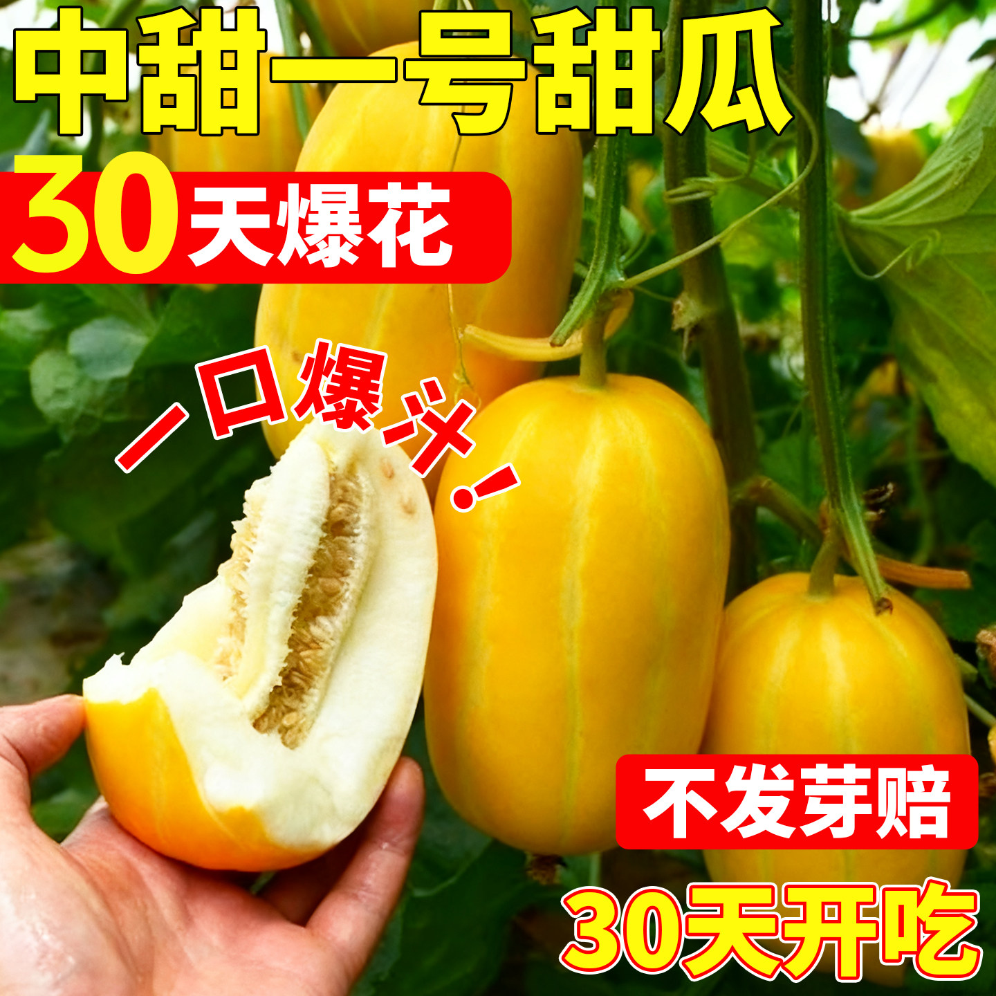 中田一号甜瓜种籽超甜黄金蜜黄皮香瓜种子四季种植早熟高产西瓜苗