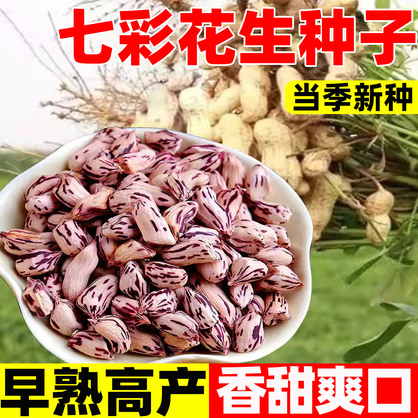 七彩花生种子籽蔬菜种子种籽老品种花皮紫皮花生黑紫花生春季新货,鲜花速递/花卉仿真/绿植园艺,家庭园艺种子,淘宝优惠券,粉丝福利购,淘宝优惠卷