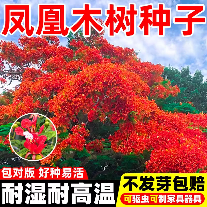 凤凰木树种子苗籽林四季多