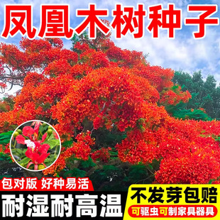 凤凰木树种子四季多年生树苗种籽林木种籽景观观叶种籽孑绿化工程