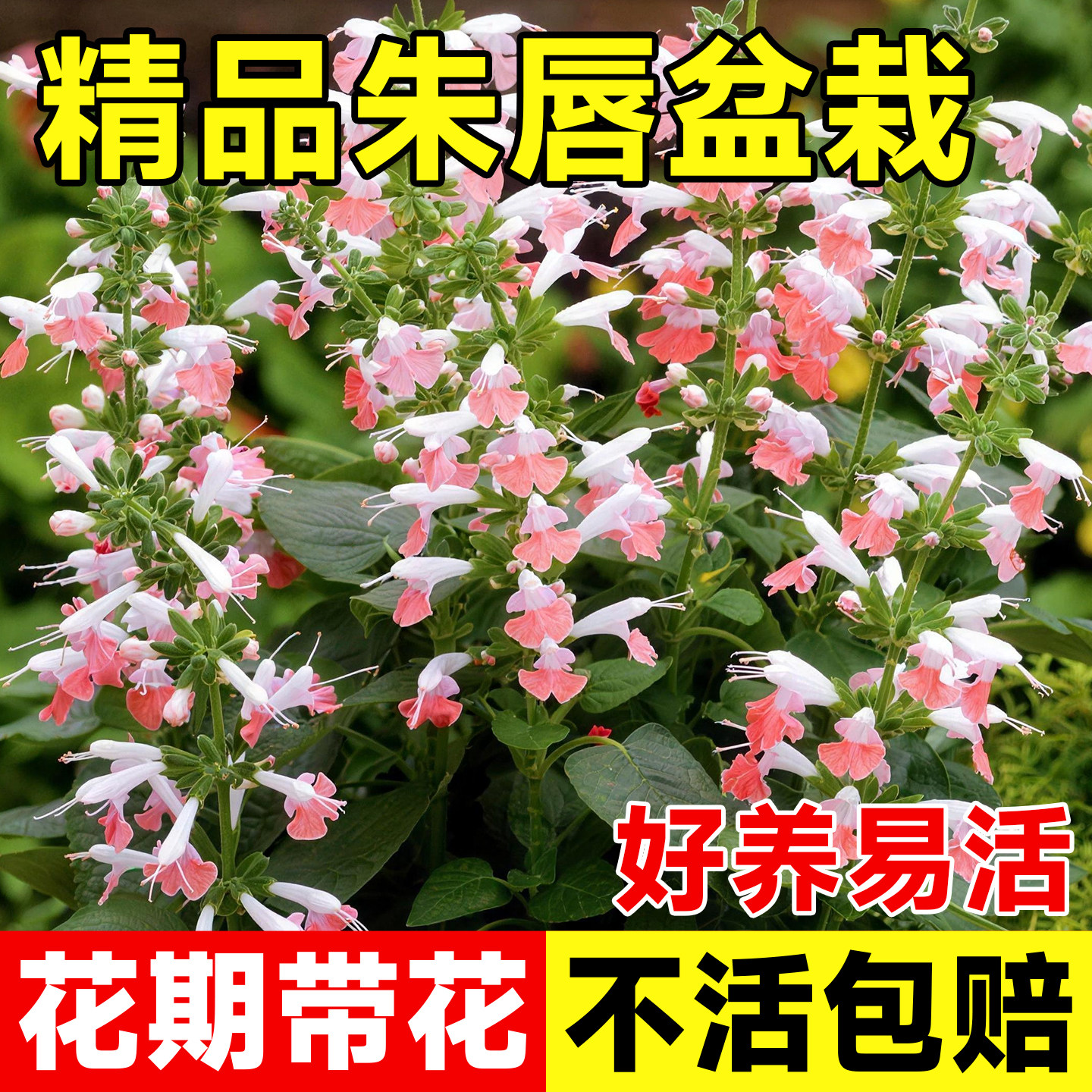 朱唇盆栽粉色红色带花苞多年生耐寒庭院花池阳台四季成品花卉植物