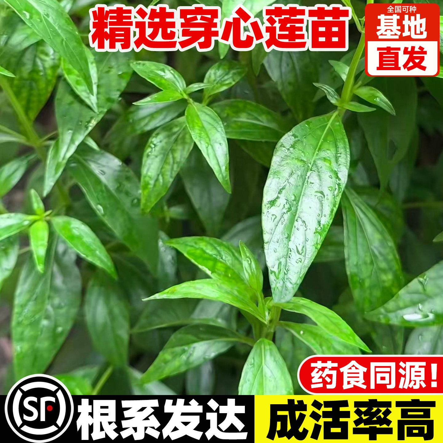 穿心莲苗子中草药苗天然营养可食用蔬菜三七籽种春夏四季阳台盆栽