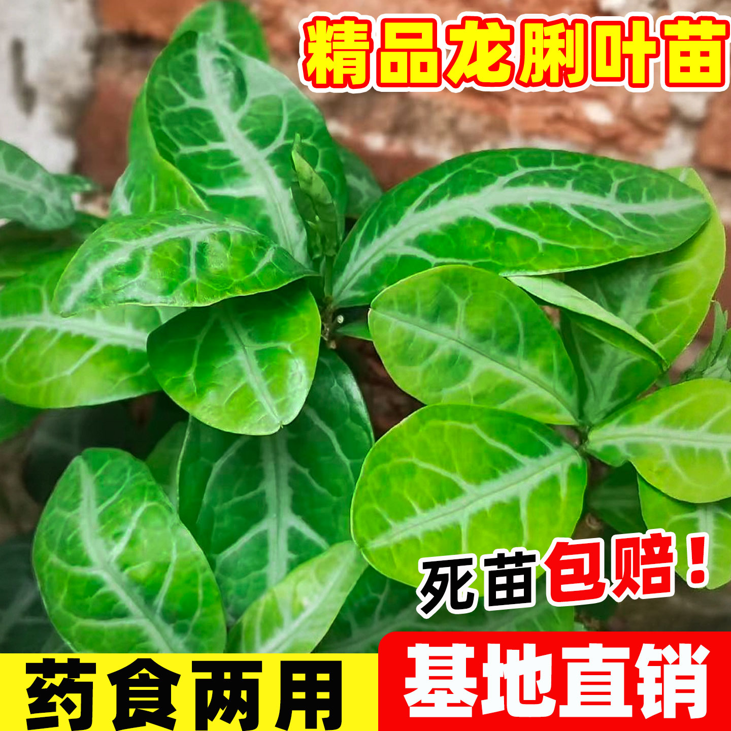 龙脷叶种苗中草药苗龙舌