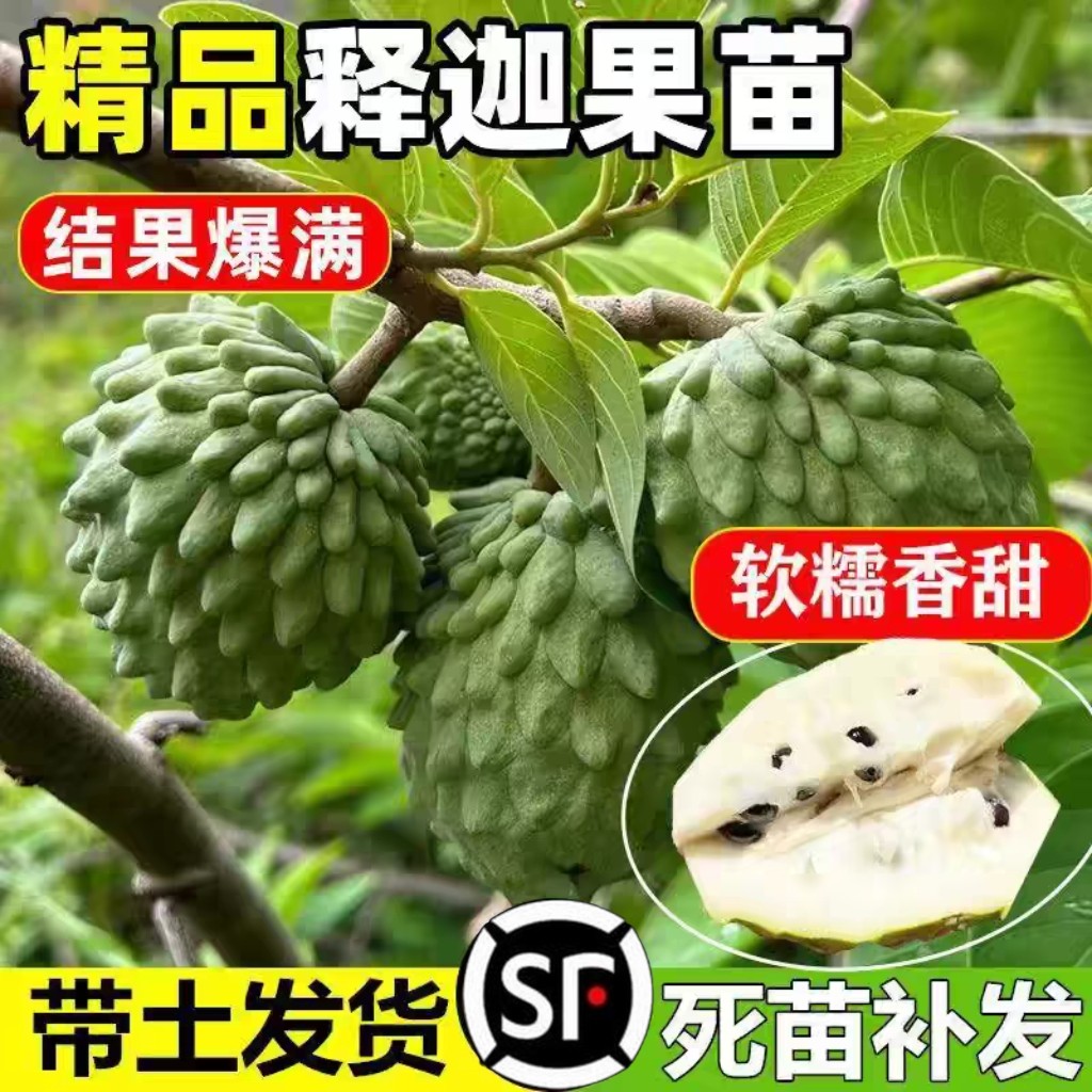 释迦果苗树带榴莲庭院台湾图片