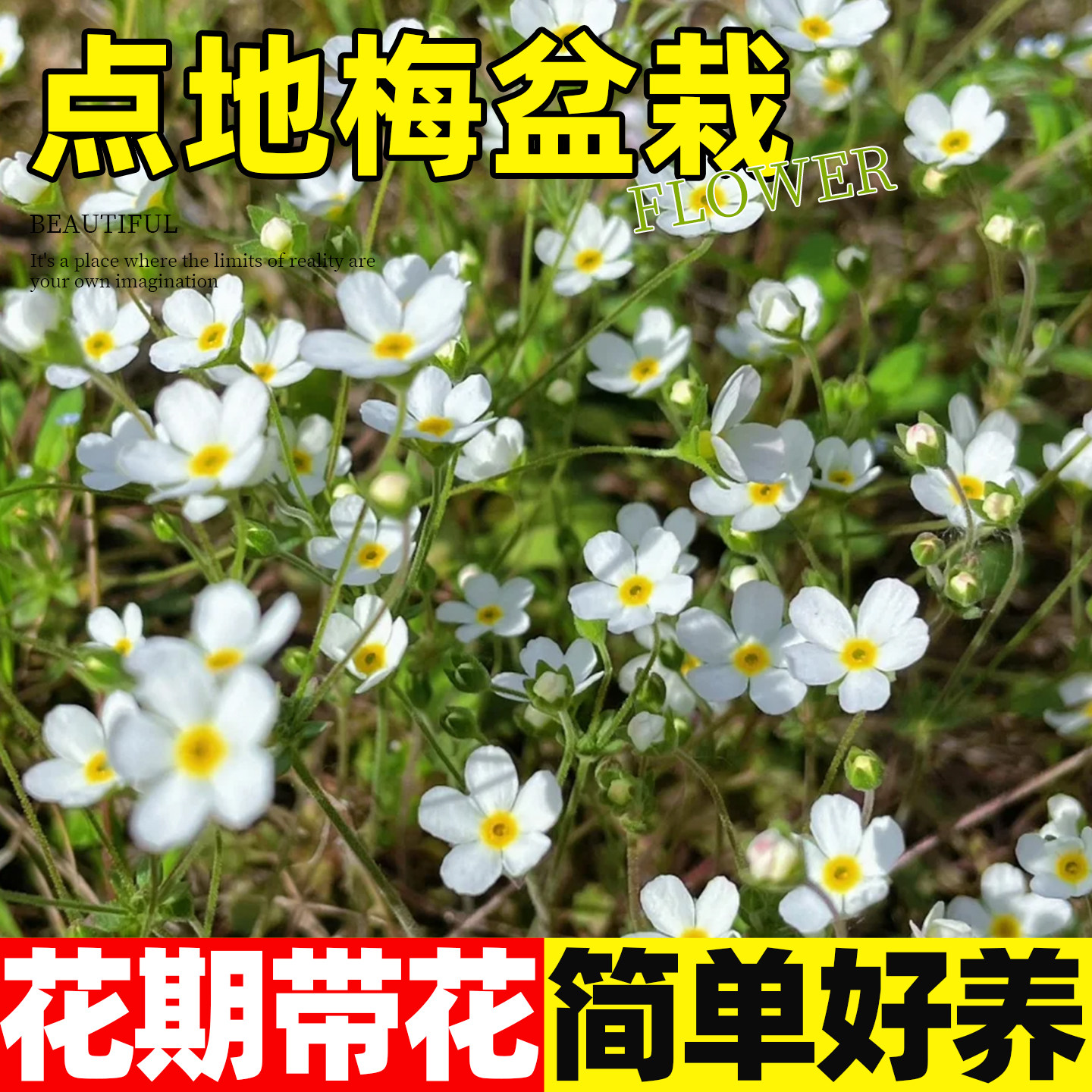 点地梅盆栽花苗基地直发成品繁星点点小白花阳台庭院网红花卉植物