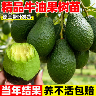 云南牛油果嫁接苗哈斯牛油果树苗庭院阳台盆栽南北方种植名贵果苗