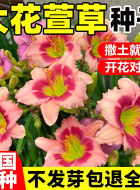 大花萱草种子四季开花多年生花种籽盆栽花卉阳台庭院景观绿化植物