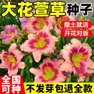 大花萱草种子四季开花多年生花种籽盆栽花卉阳台庭院景观绿化植物