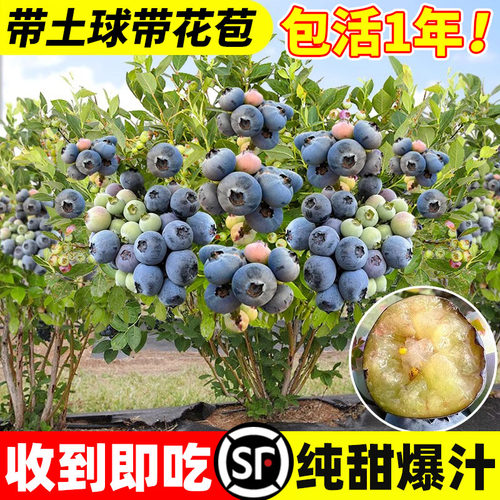 大果蓝莓树苗云南l25带盆