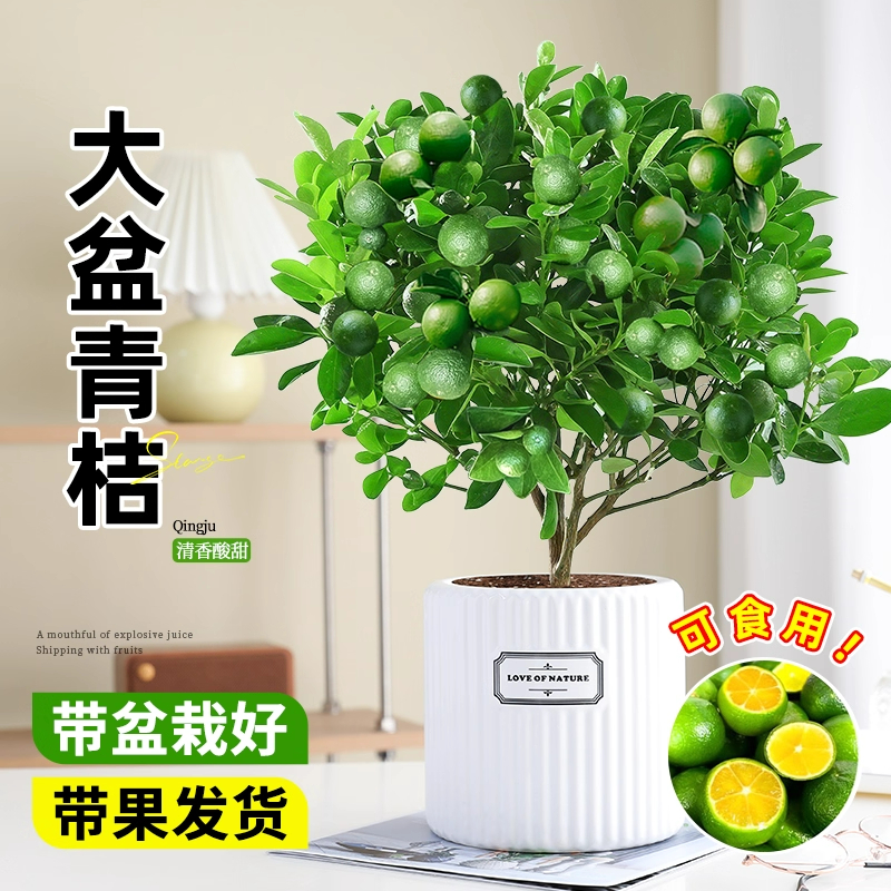 小青柠树苗海南小青桔盆栽绿植室内果树苗带果发货金桔柠檬橘子树