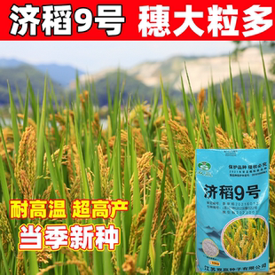 济稻9号水稻种籽家用高产优质旱稻种子东北大米糯米香稻子珍珠米