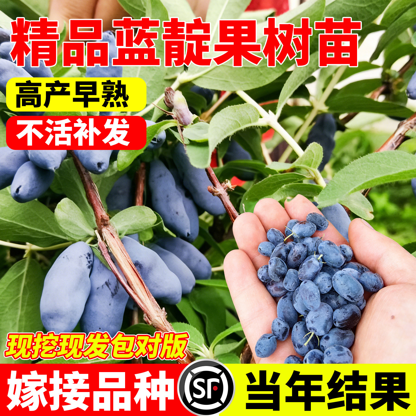 蓝靛果树苗山茄子羊奶子黑瞎子果树苗耐阴抗寒南北方种植盆栽地栽